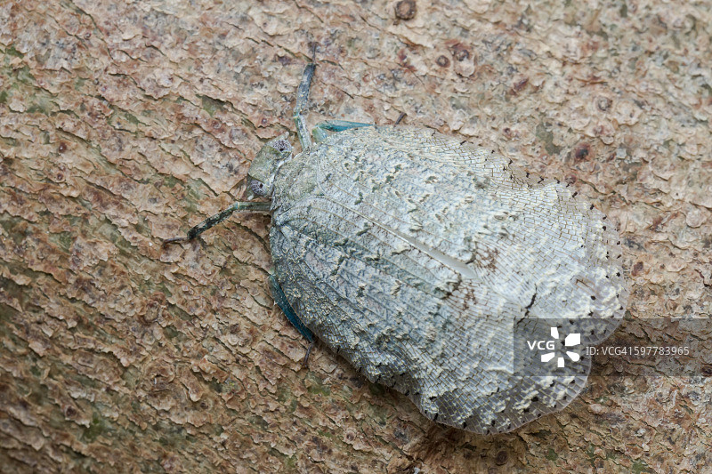 飞虱 - Eurybrachyidae - Thessitus sp.图片素材