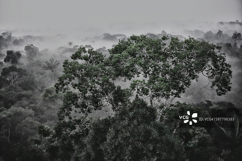 亚马逊雨林之上图片素材
