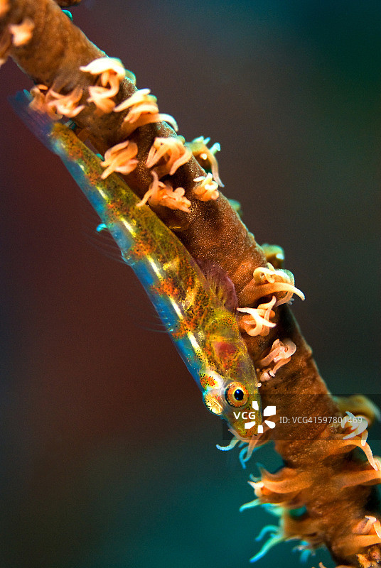 海鞭虾虎鱼图片素材