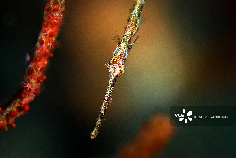 健壮的海龙图片素材