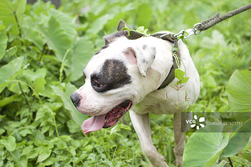 美国斗牛犬幼犬图片素材