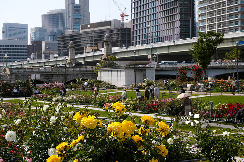 中之岛玫瑰园图片素材