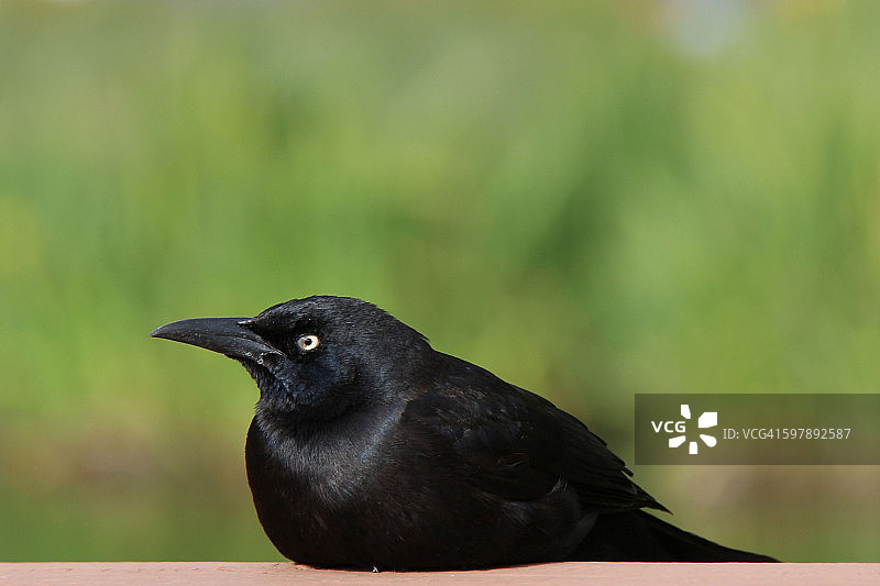 雄性黑鹂图片素材