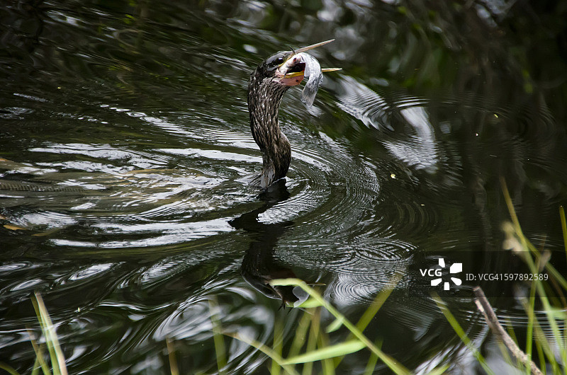 美洲蛇鹈吞食鱼图片素材