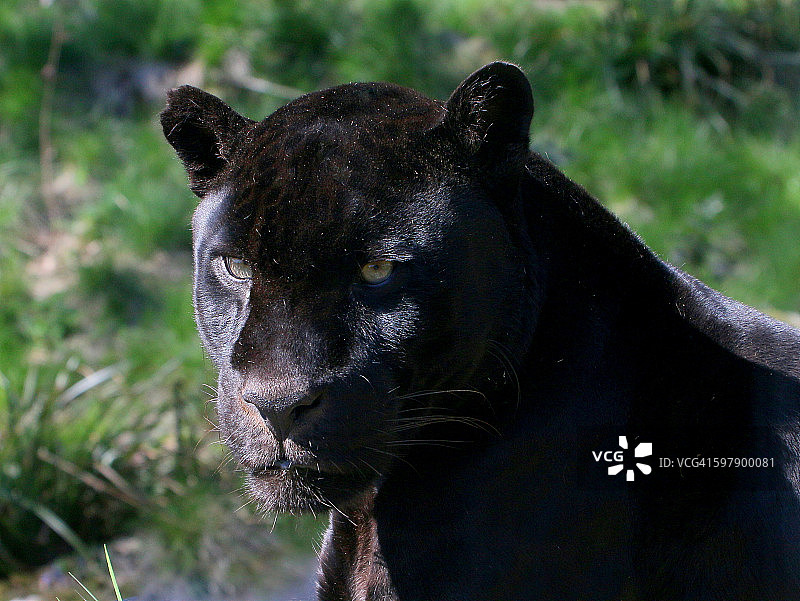 雄性黑美洲虎肖像图片素材