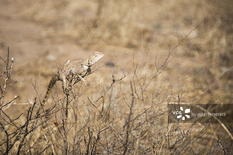 卡拉库姆沙漠中的蜥蜴，土库曼斯坦图片素材