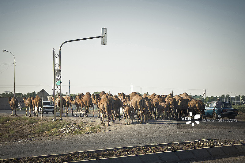 土库曼斯坦十字路口的骆驼图片素材