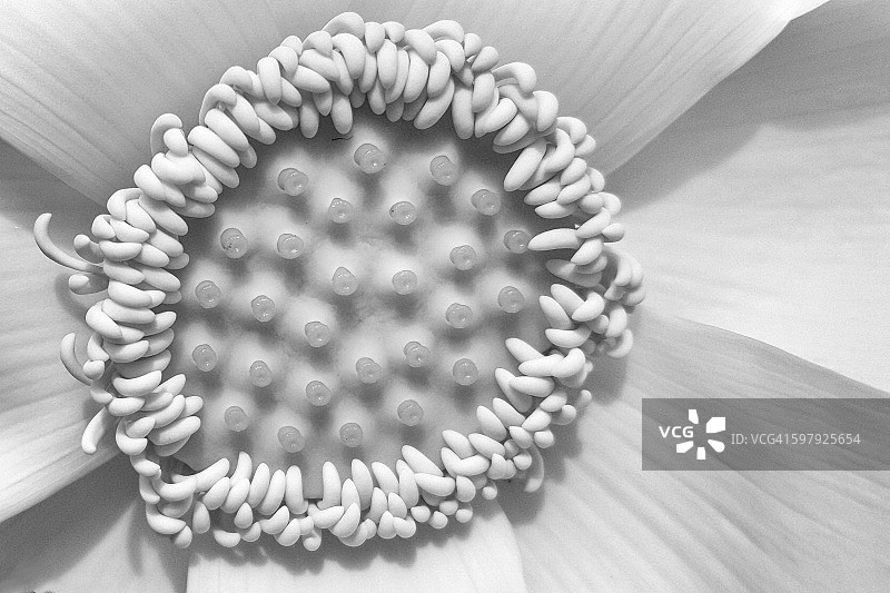 莲花特写图片素材