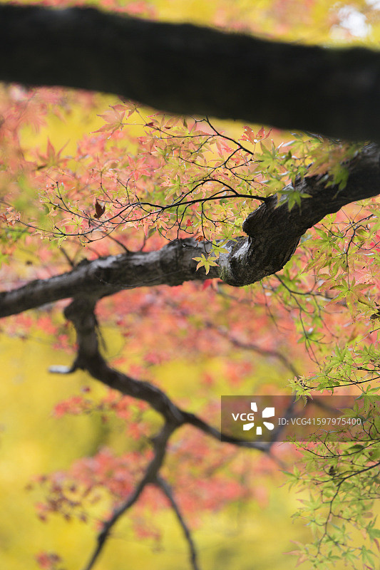日本名古屋转红的枫叶图片素材