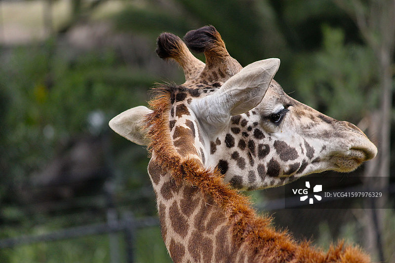 巴林戈长颈鹿图片素材