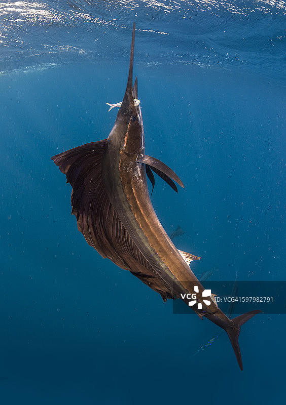 正在捕食的大西洋旗鱼图片素材