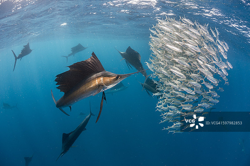 大西洋旗鱼和沙丁鱼群图片素材