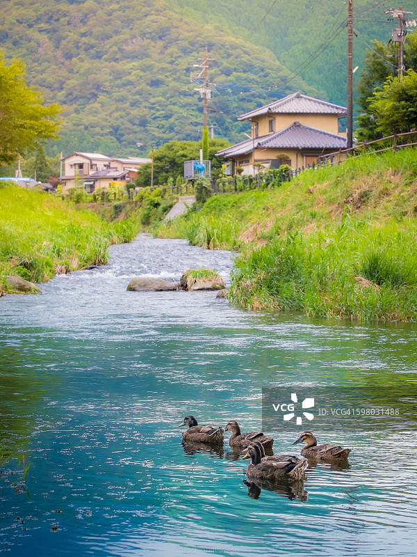在运河中游泳的鸭子。日本由布院的乡村景色图片素材