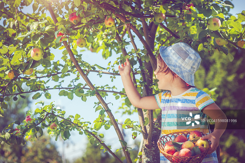 小女孩从树上摘苹果图片素材