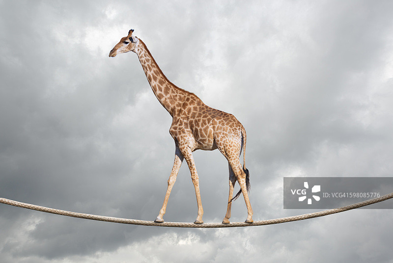 走钢丝的长颈鹿图片素材