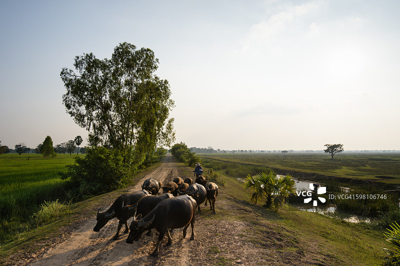 水牛在泰国武里南府的田野里行走。图片素材