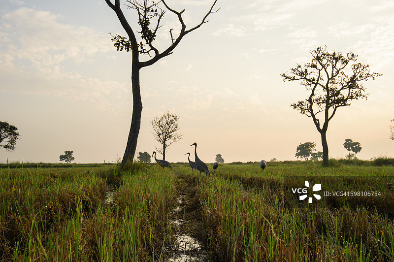 黎明时分，在泰国东北部武里南省稻田里觅食的灰鹤图片素材