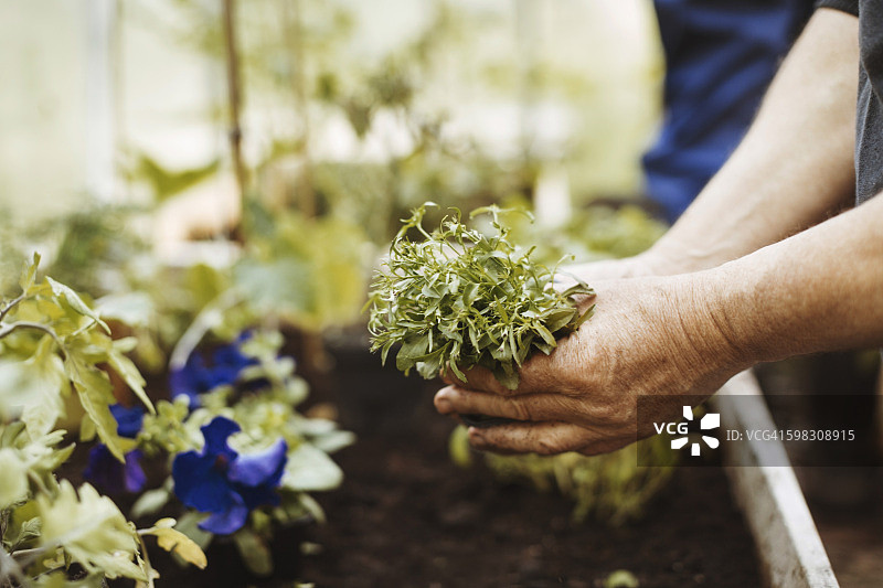 男人在温室里拿着植物的局部照片图片素材