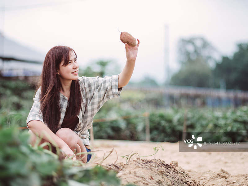 年轻女子在农场挖红薯图片素材