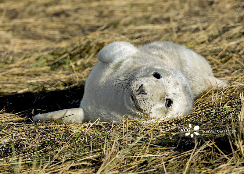 小灰海豹幼崽图片素材