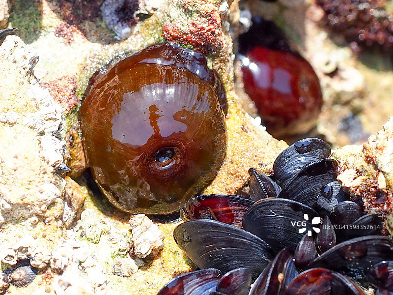 珠状海葵图片素材