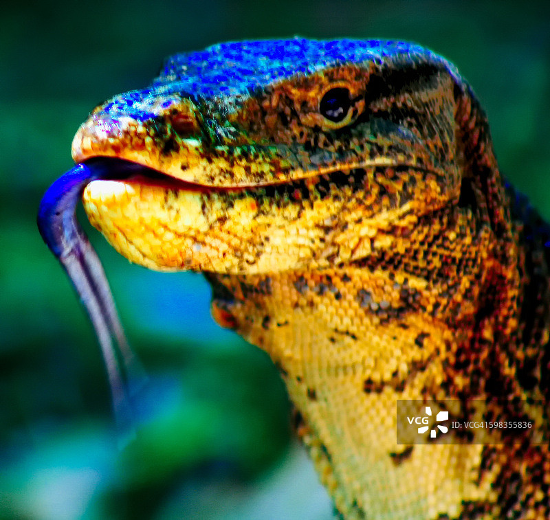 水巨蜥图片素材