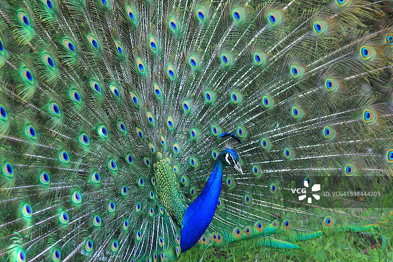 美丽的孔雀舞图片素材