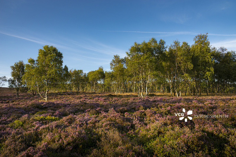 峰区国家公园中紫色的石楠花图片素材