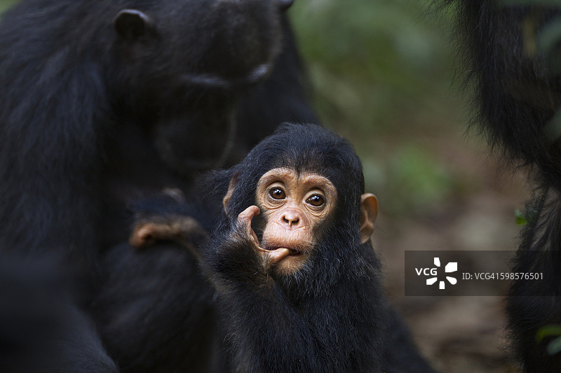 东部黑猩猩雌性“芬妮”和儿子“五十”图片素材
