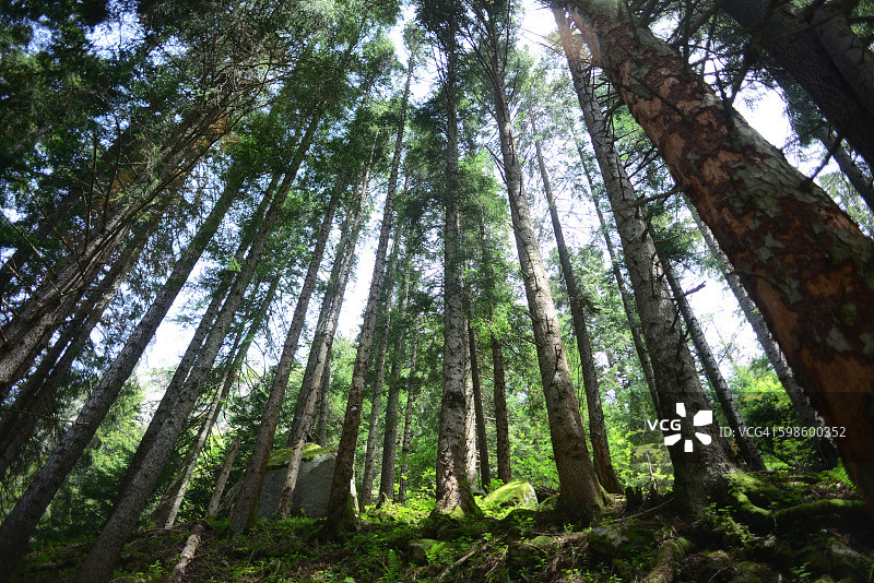 松树林图片素材