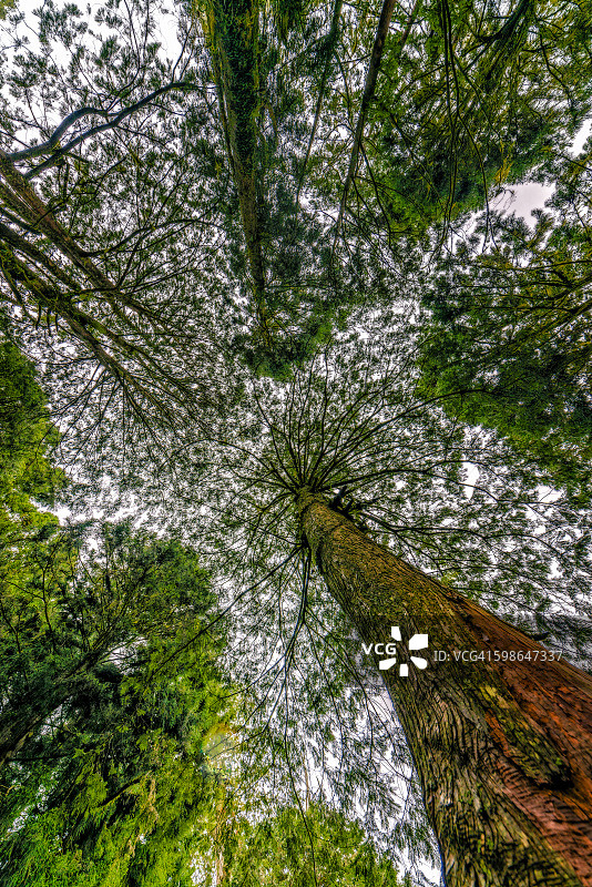 阿里山树木图片素材