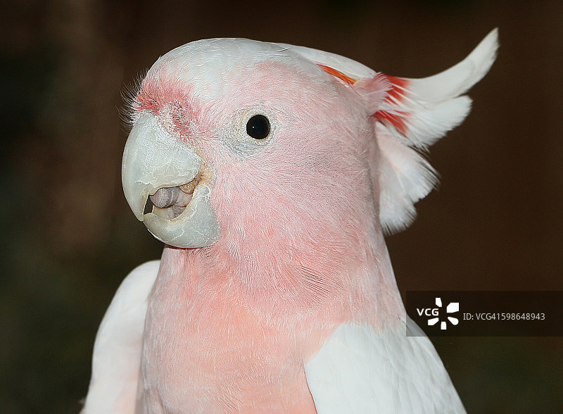 米切尔少校的凤头鹦鹉图片素材