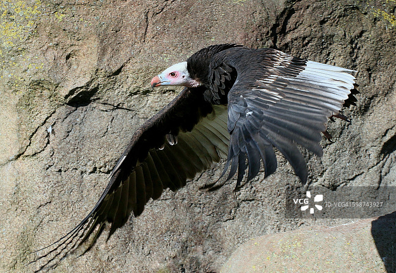 白头秃鹫飞过图片素材