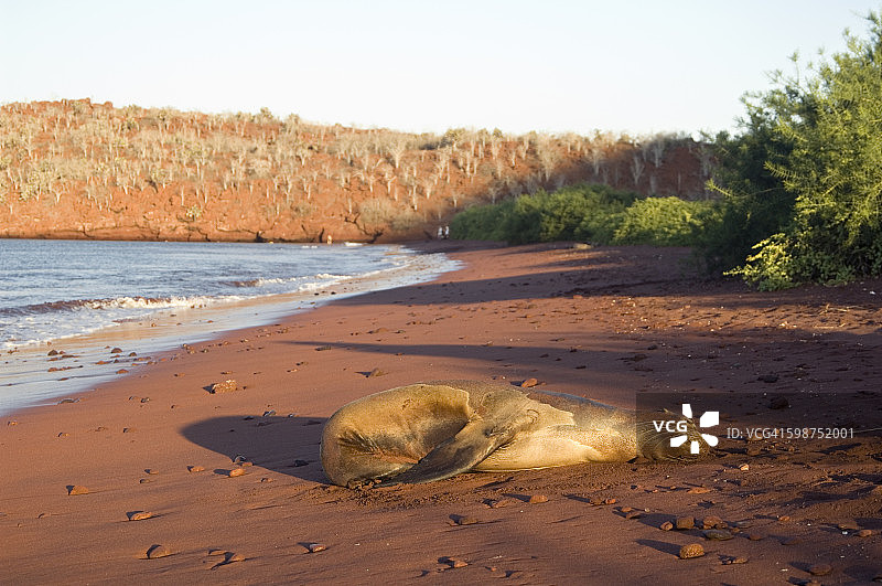 加拉帕戈斯群岛，熟睡的海狮图片素材