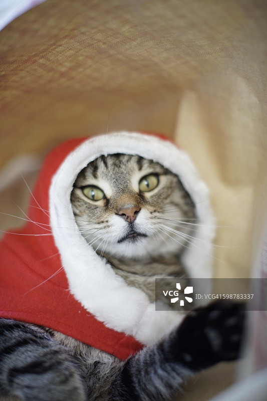 圣诞和新年图片素材