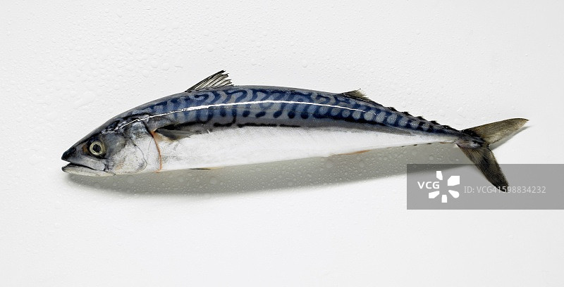 鲭鱼图片素材