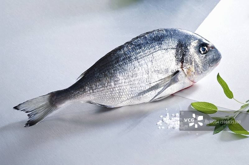 新鲜金鲷鱼、盐和鼠尾草图片素材