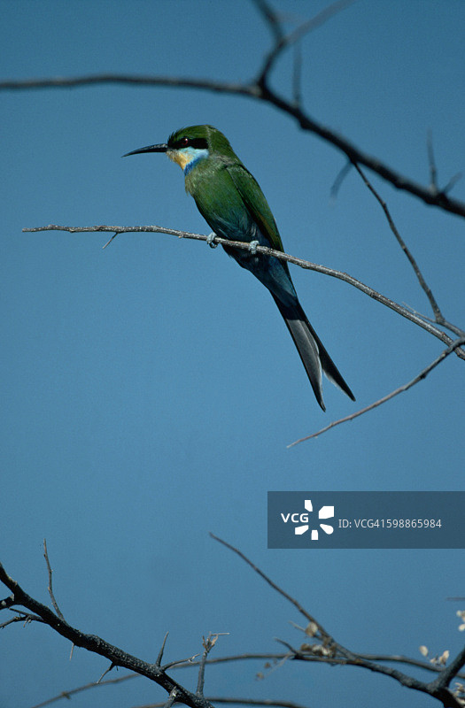 栖息在树枝上的燕尾蜂虎图片素材