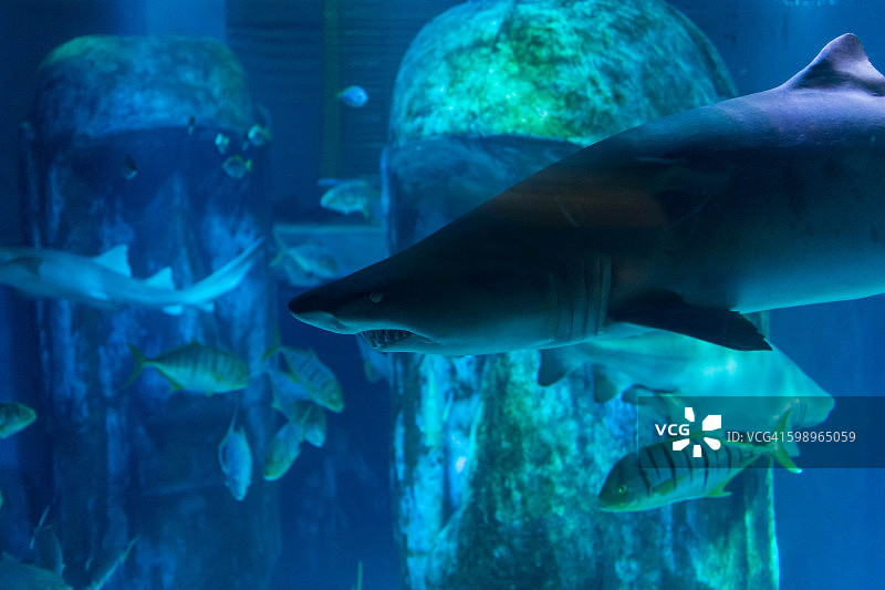 尖齿鲨图片素材