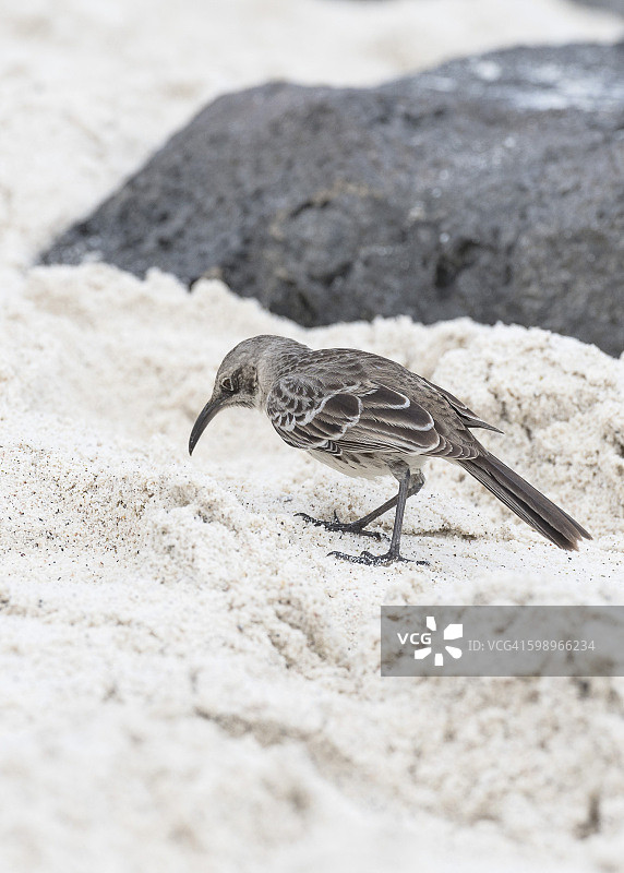 西班牙嘲鸫图片素材