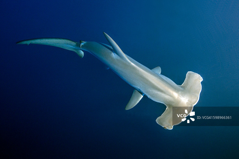 扇形双髻鲨图片素材