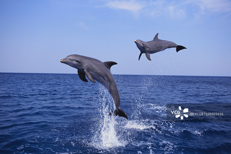 海豚跃出海面图片素材