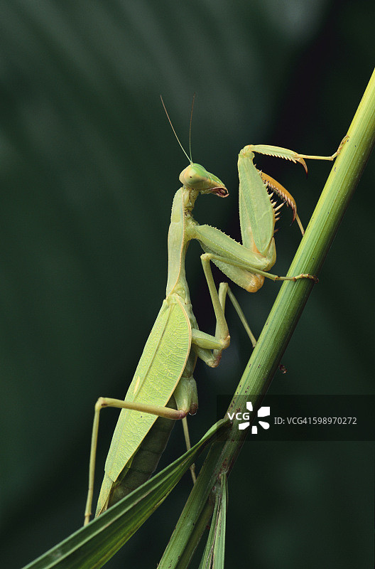 非洲螳螂图片素材