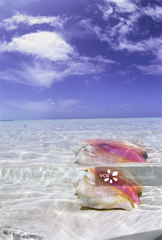 清澈海水中海螺壳，长岛，巴哈马，加勒比海图片素材