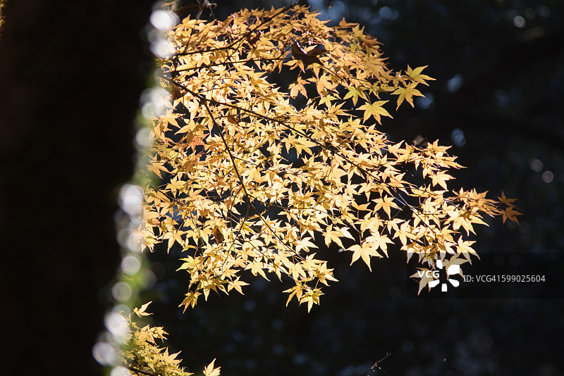 阳光下的日本枫树图片素材