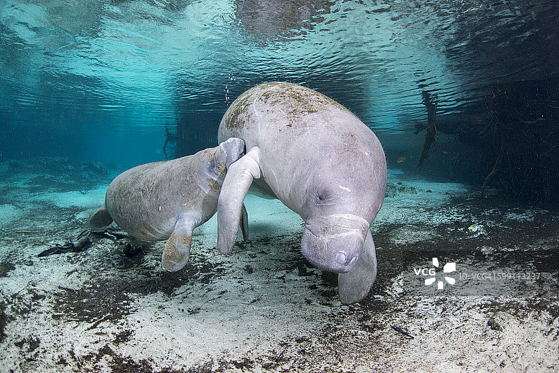 美洲海牛哺乳图片素材