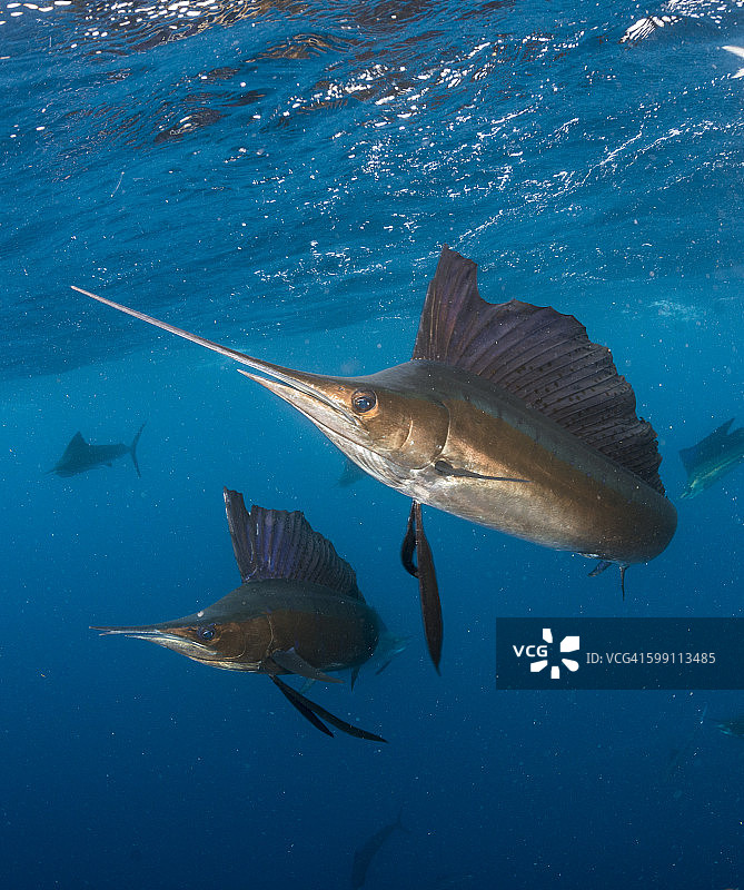 旗鱼狩猎图片素材