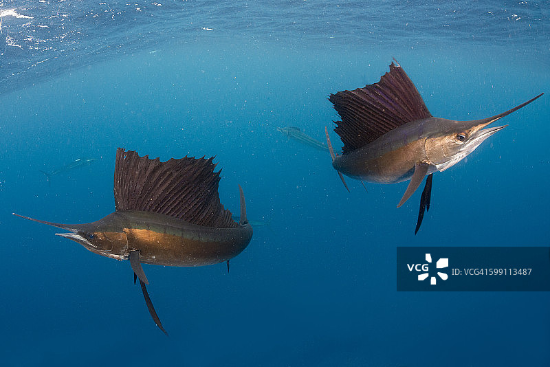 两名旗鱼猎人图片素材