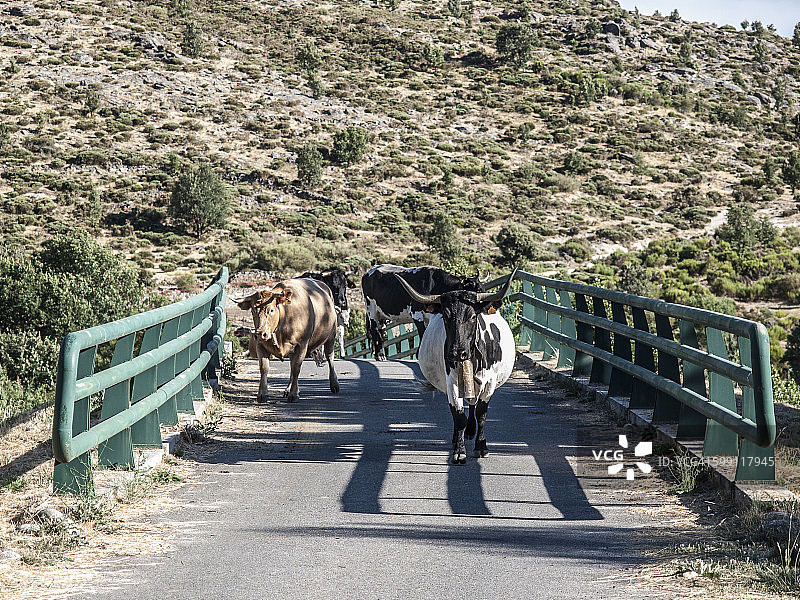 奶牛过桥图片素材