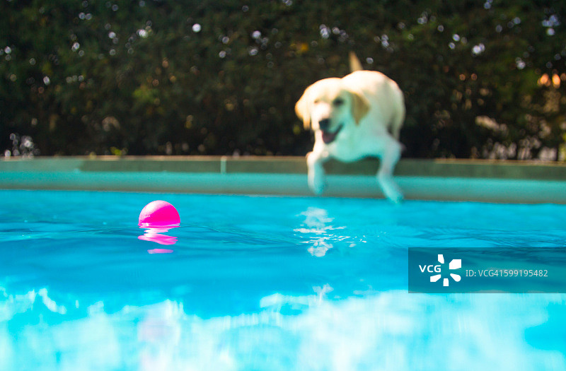 在加泰罗尼亚地中海地区炎热的夏日，拉布拉多犬在游泳池里追逐粉色球图片素材